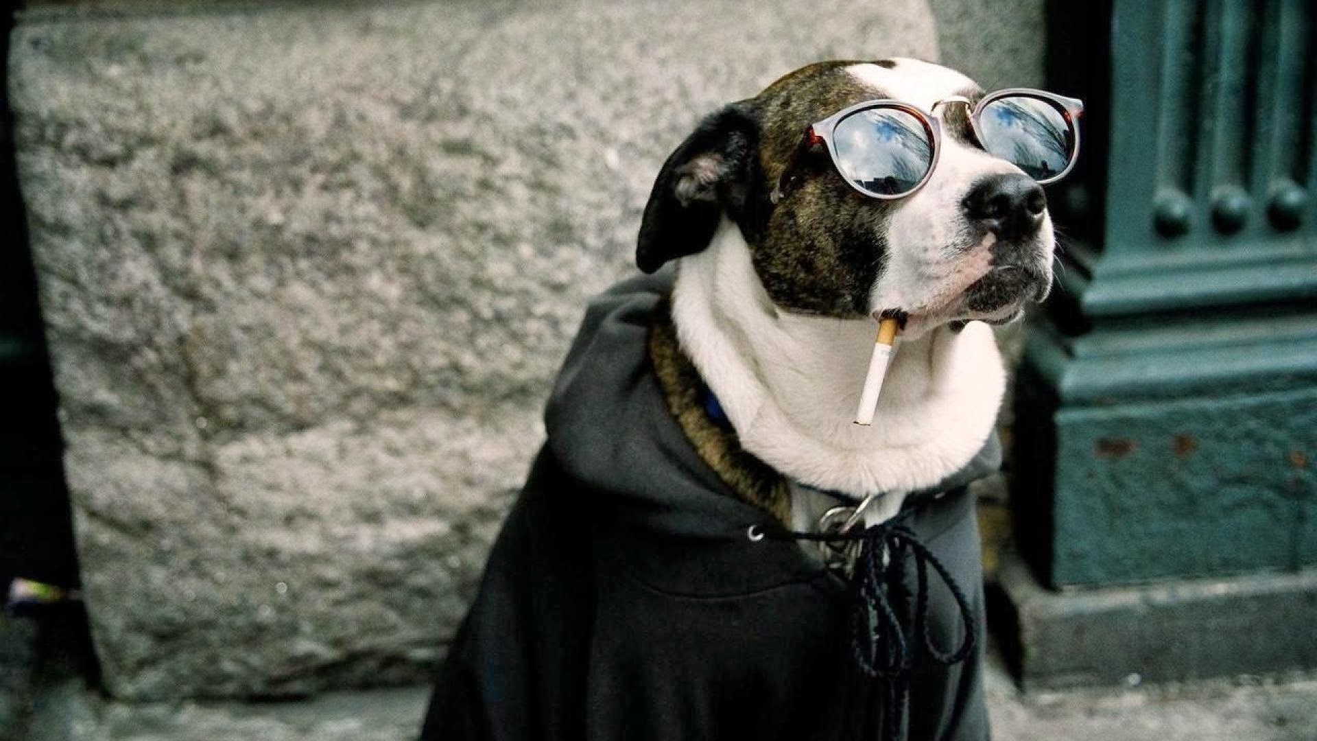Funny dog smoking cigarette sun glasses hd wallpaper animal