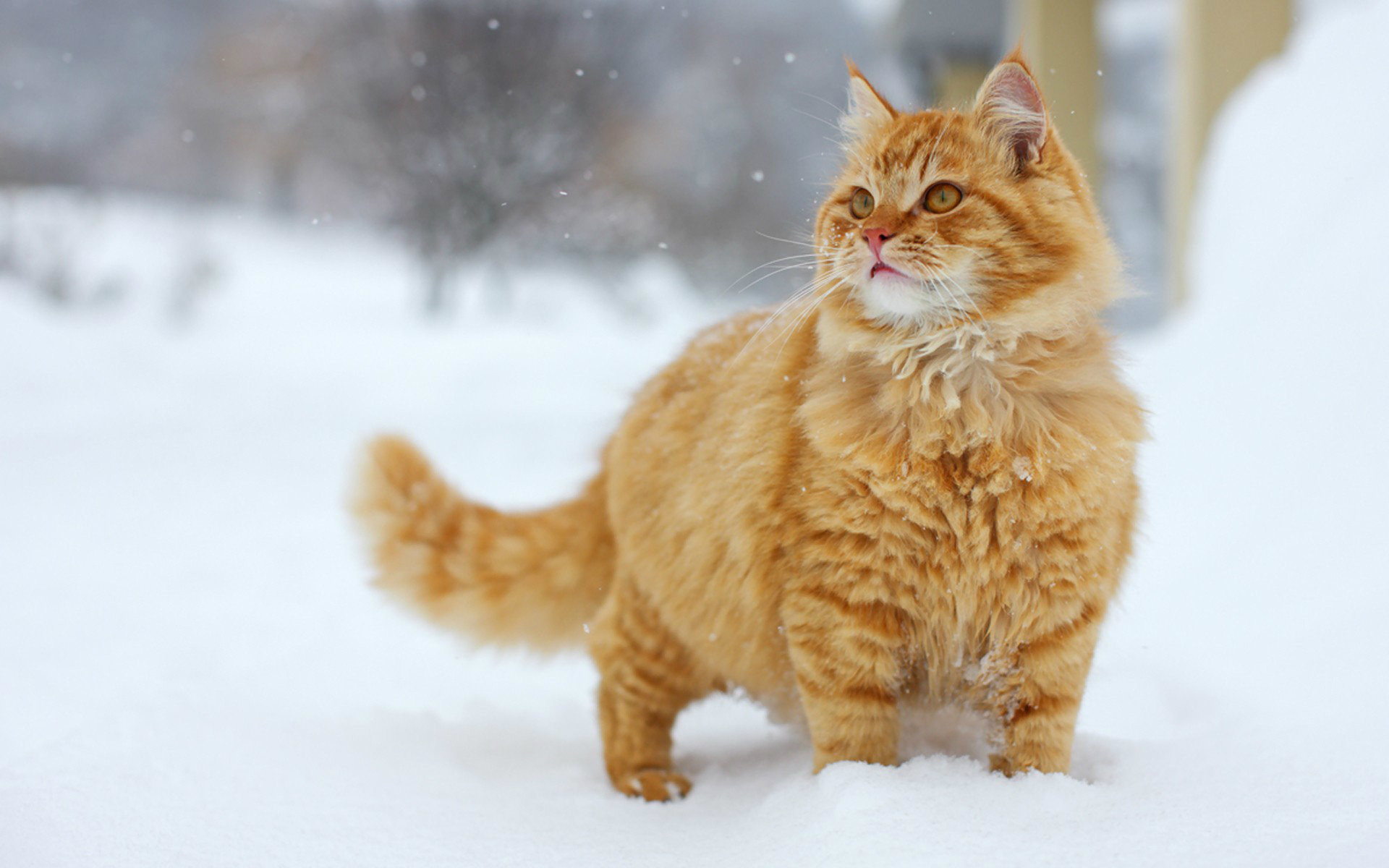 Cat Wallpaper Desktop