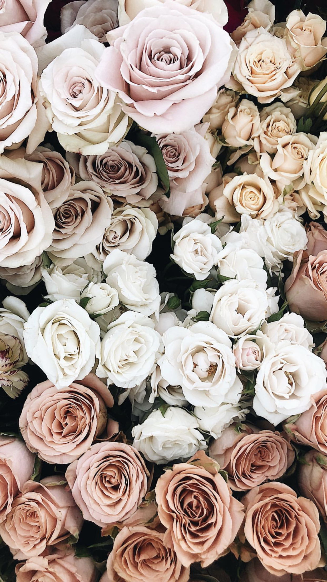 Rose iPhone Aesthetic Wallpaper 4k