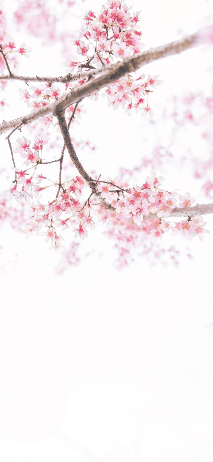 Cherry Blossom Wallpaper iPhone Xs Max