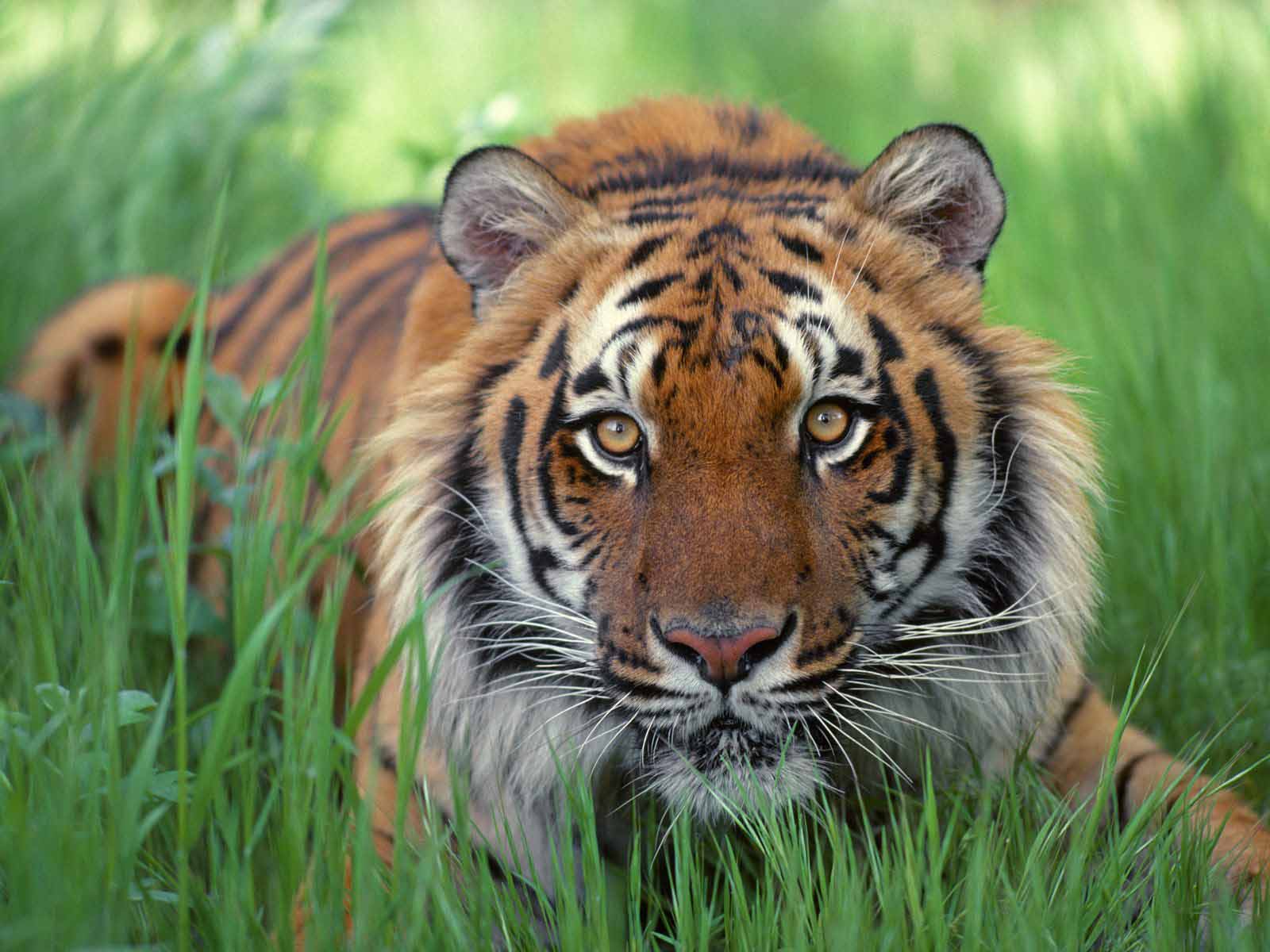 Wallpaper Bengal Tiger Desktop