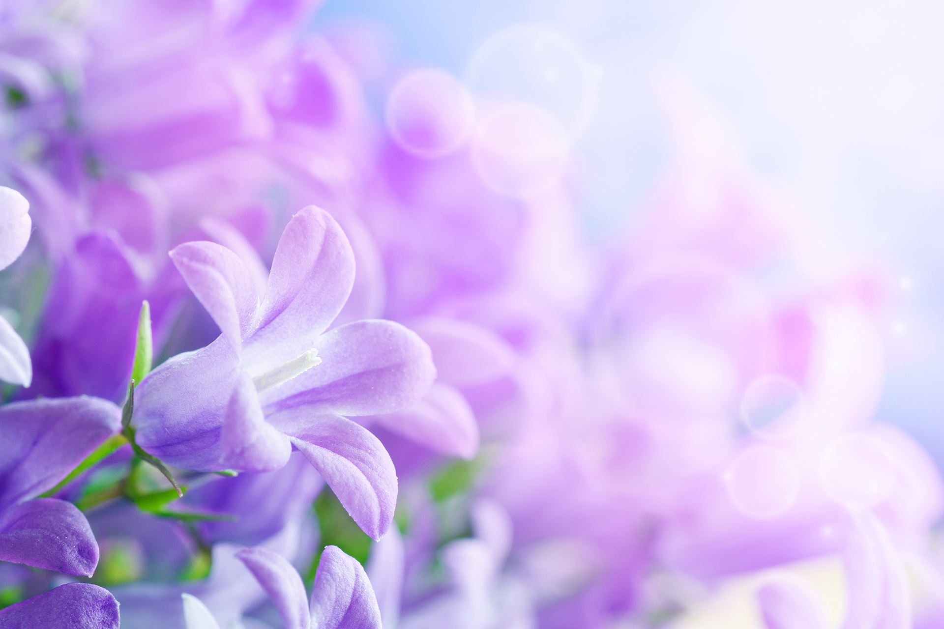 Cute Calla Flower HD Wallpaper
