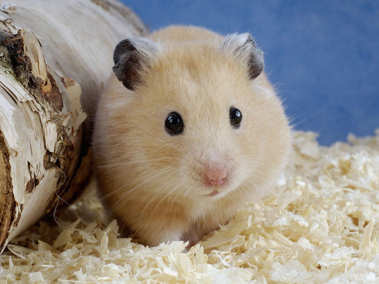Hamster Wallpaper Fun Animals Wiki Videos Pictures