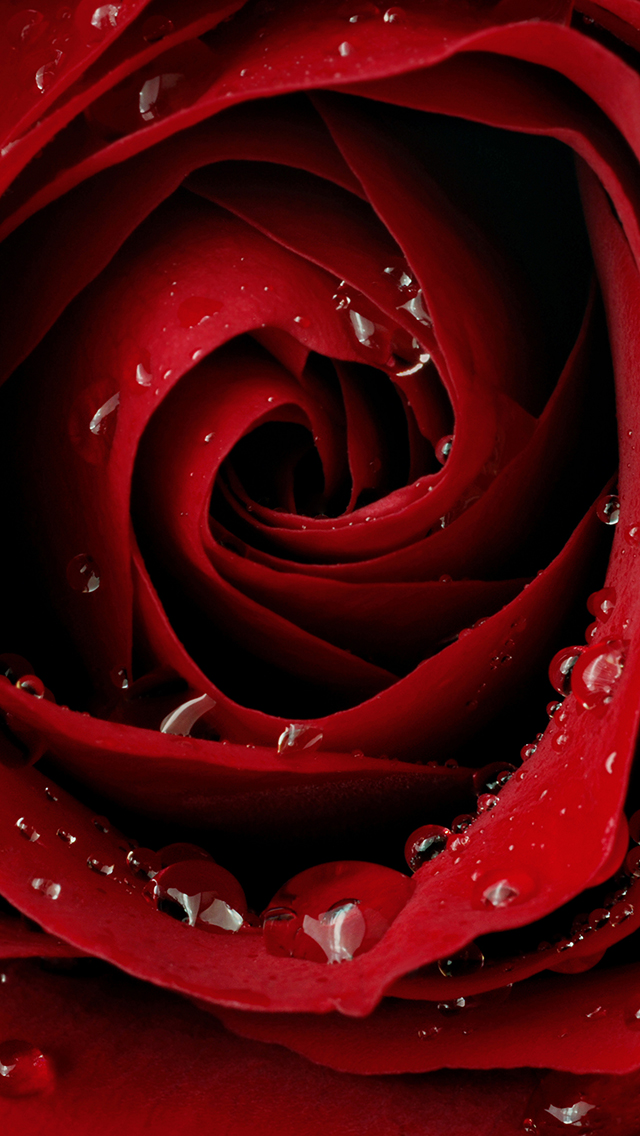 🔥 [50+] Rose Wallpaper for iPhone | WallpaperSafari