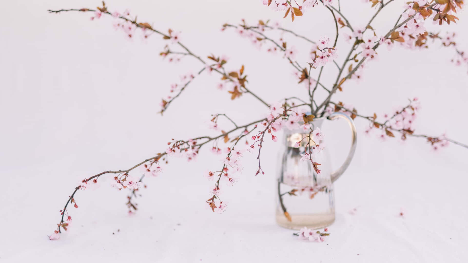 Plant Aesthetic Desktop Wallpaper