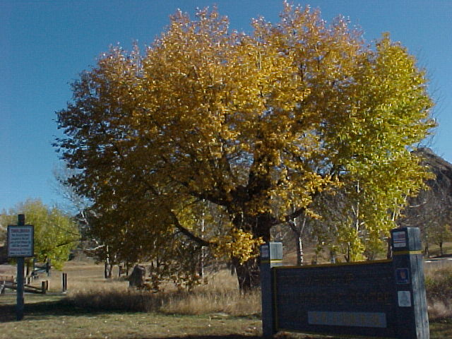 canadian poplar tree