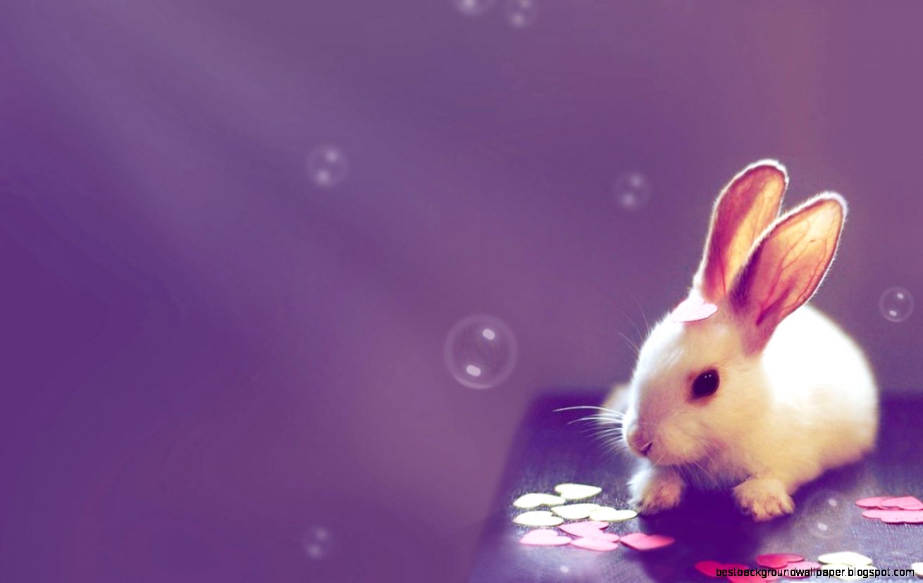 Rabbit For Background Desktop High Definitions Wallpaper