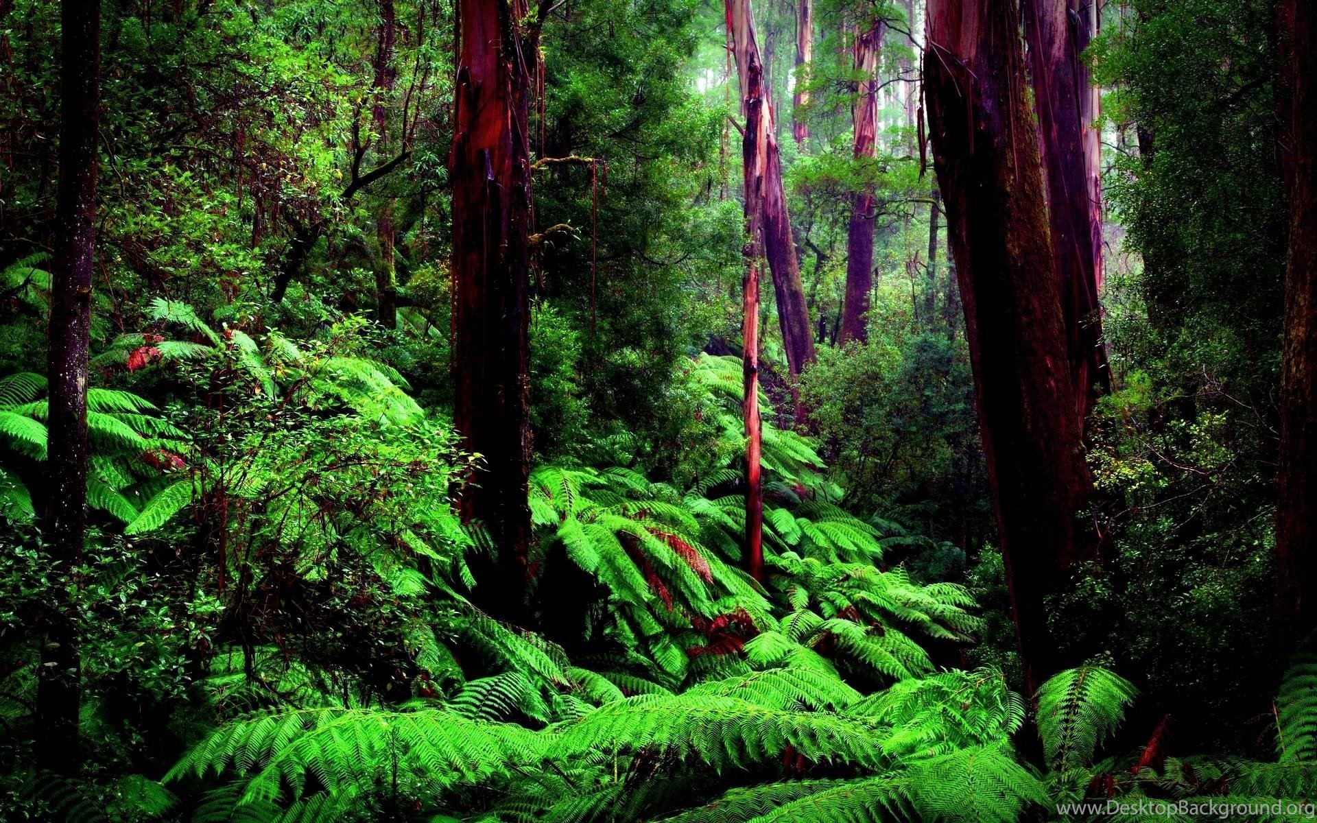 Full Size Rainforest Wallpaper