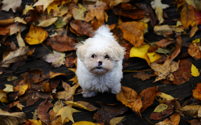 Animals Picture Desktop autumn leaves dog small shaggy puppy Maltese