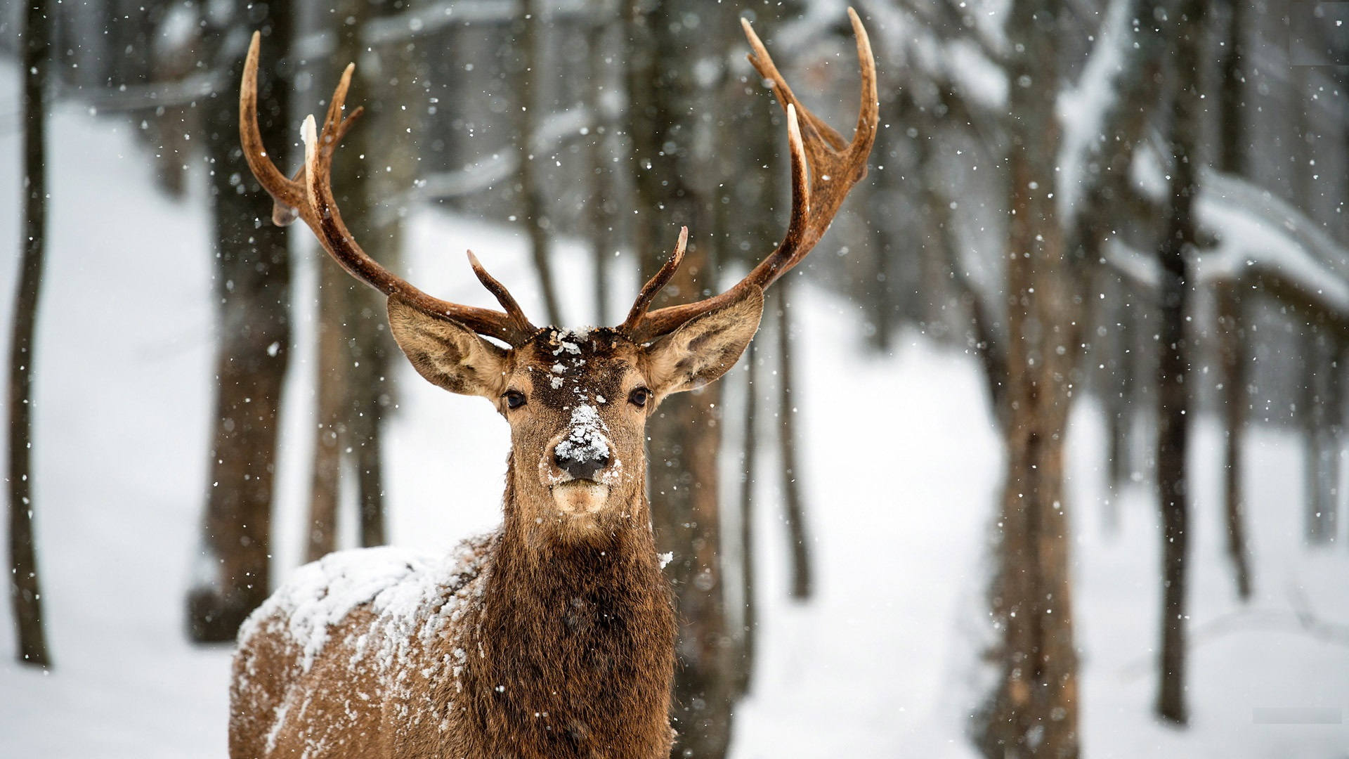 Deer Desktop Wallpaper