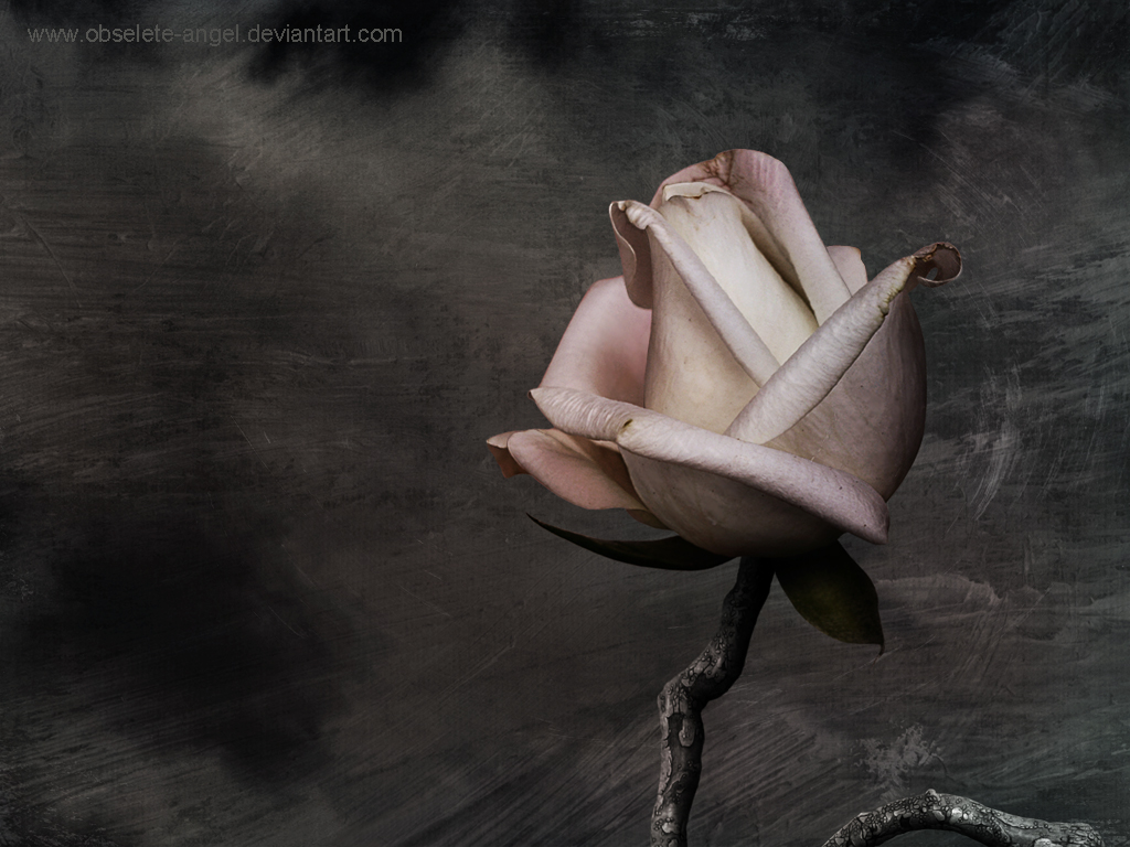 My Heart The Rose Wallpaper By Obselete Angel