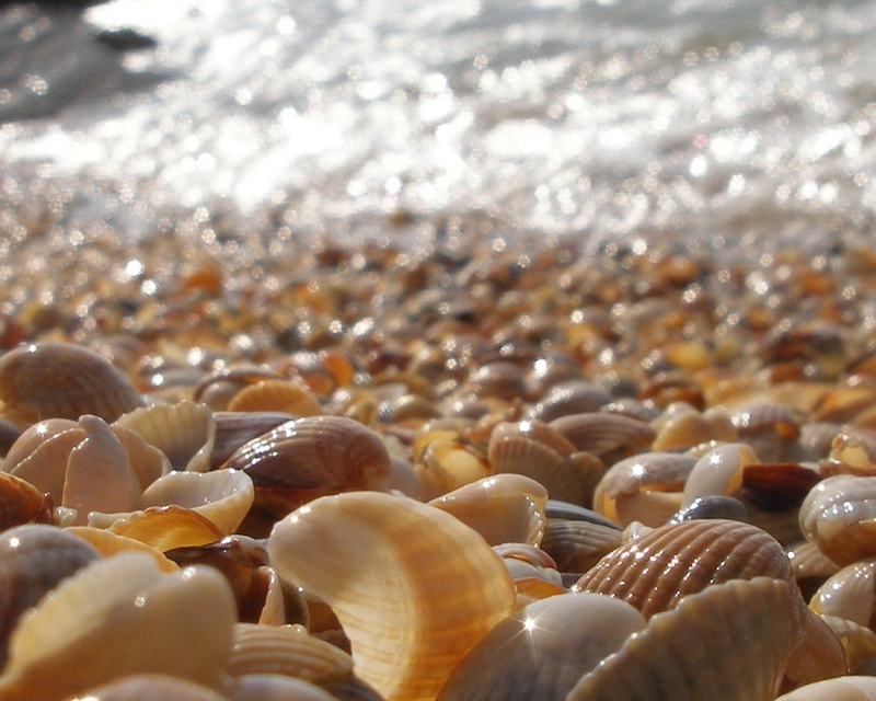 Shells Seashells Wallpaper Desktop