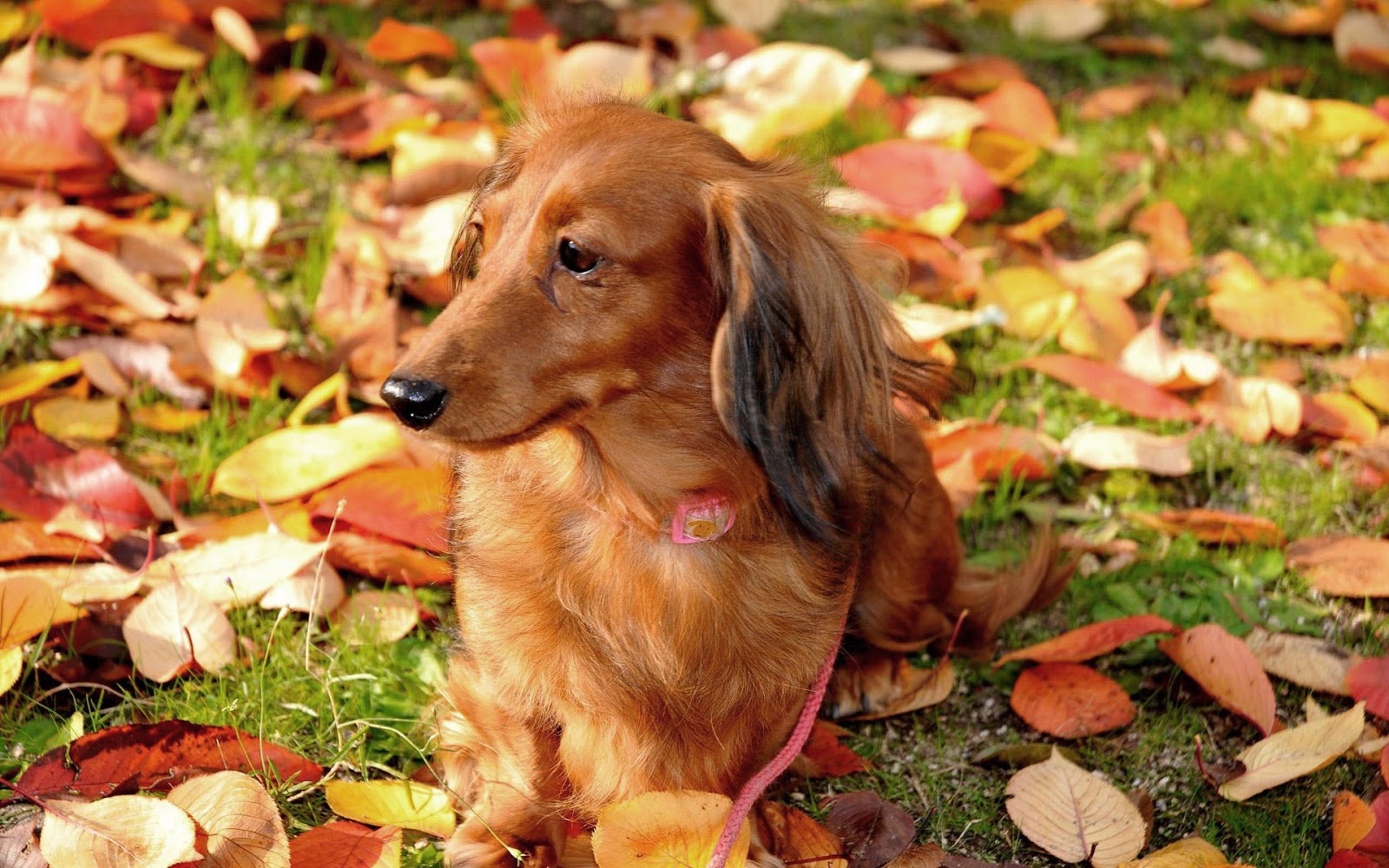 HD Animal Photo Of A Dog With Autumn Leaves Dogs Wallpaper