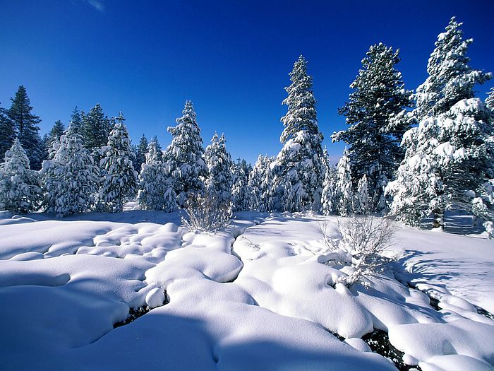  Snow photography   Snow covered trees wallpaper   Dreamy Snow Scene 700x525