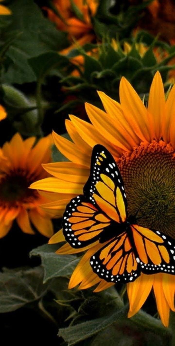 Sunflower iPhone Wallpaper With Beautiful Butterflies