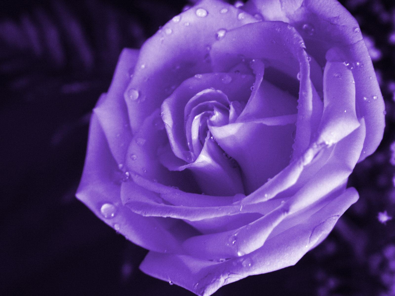 A close-up of a vibrant purple rose, its petals glistening with delicate water droplets, creating a captivating image of natural beauty