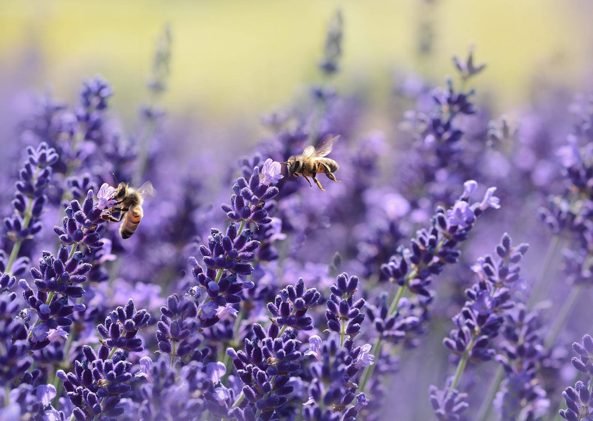 Lavender Desktop Wallpaper