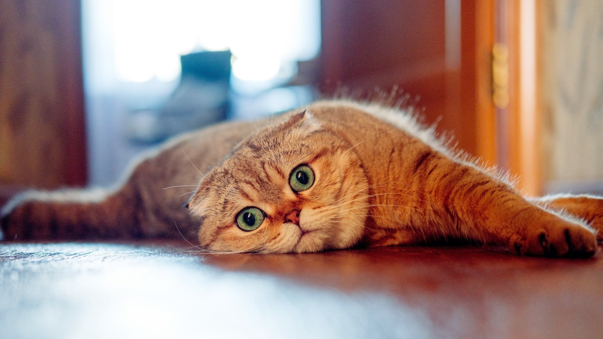 Close-up of a ginger Scottish Fold cat lying on a wooden floor, looking directly at the camera with wide green eyes. Its body is stretched out, and the folded ears are characteristic of the breed