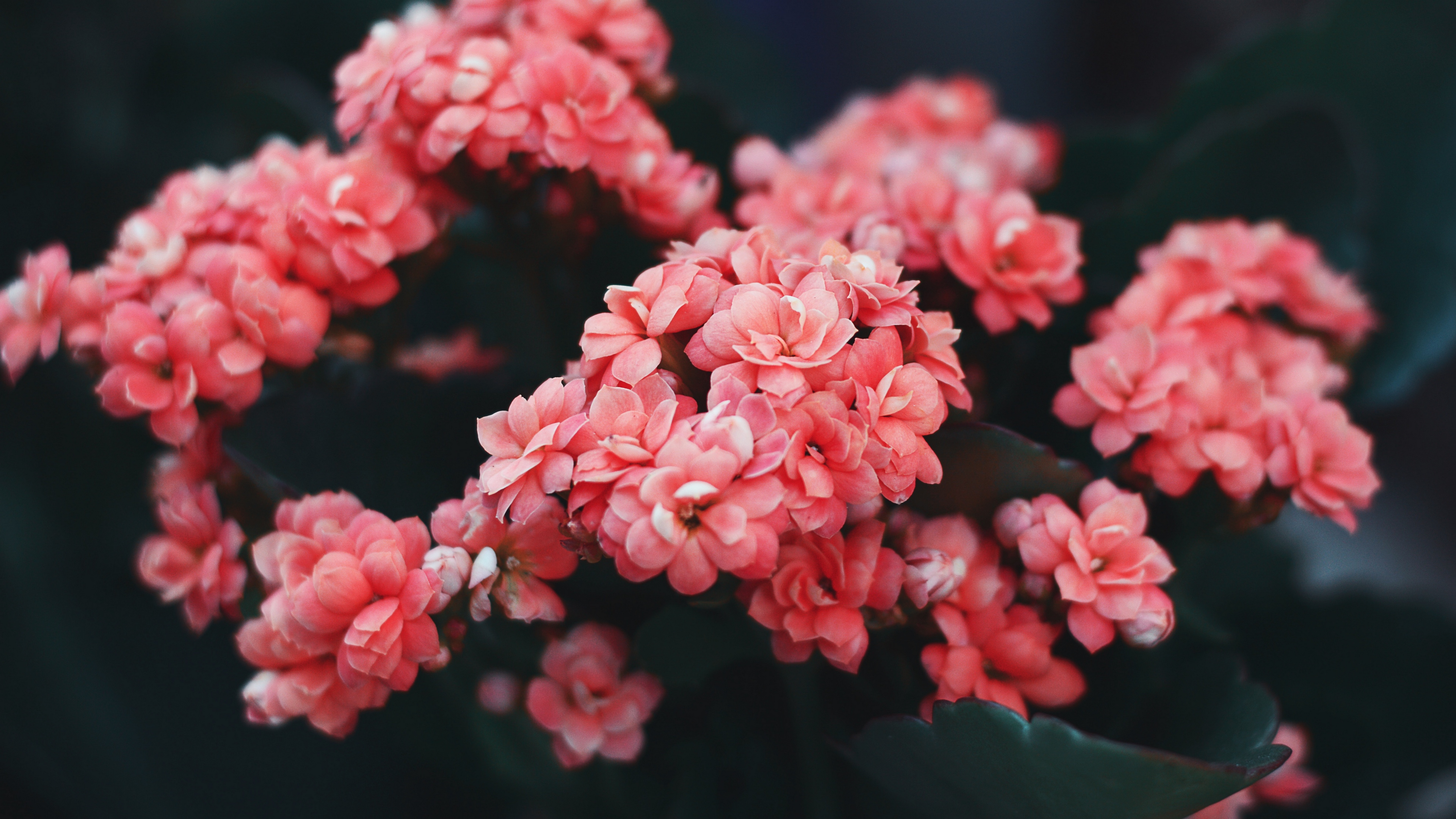 Flowers Pink Bloom Bush Wild Flower 4k Wallpaper