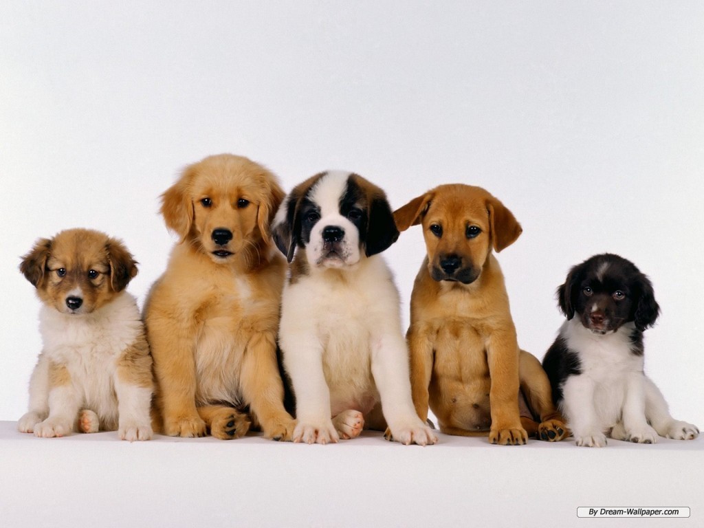 Puppy Wallpaper   Dogs Wallpaper 7013390 1024x768