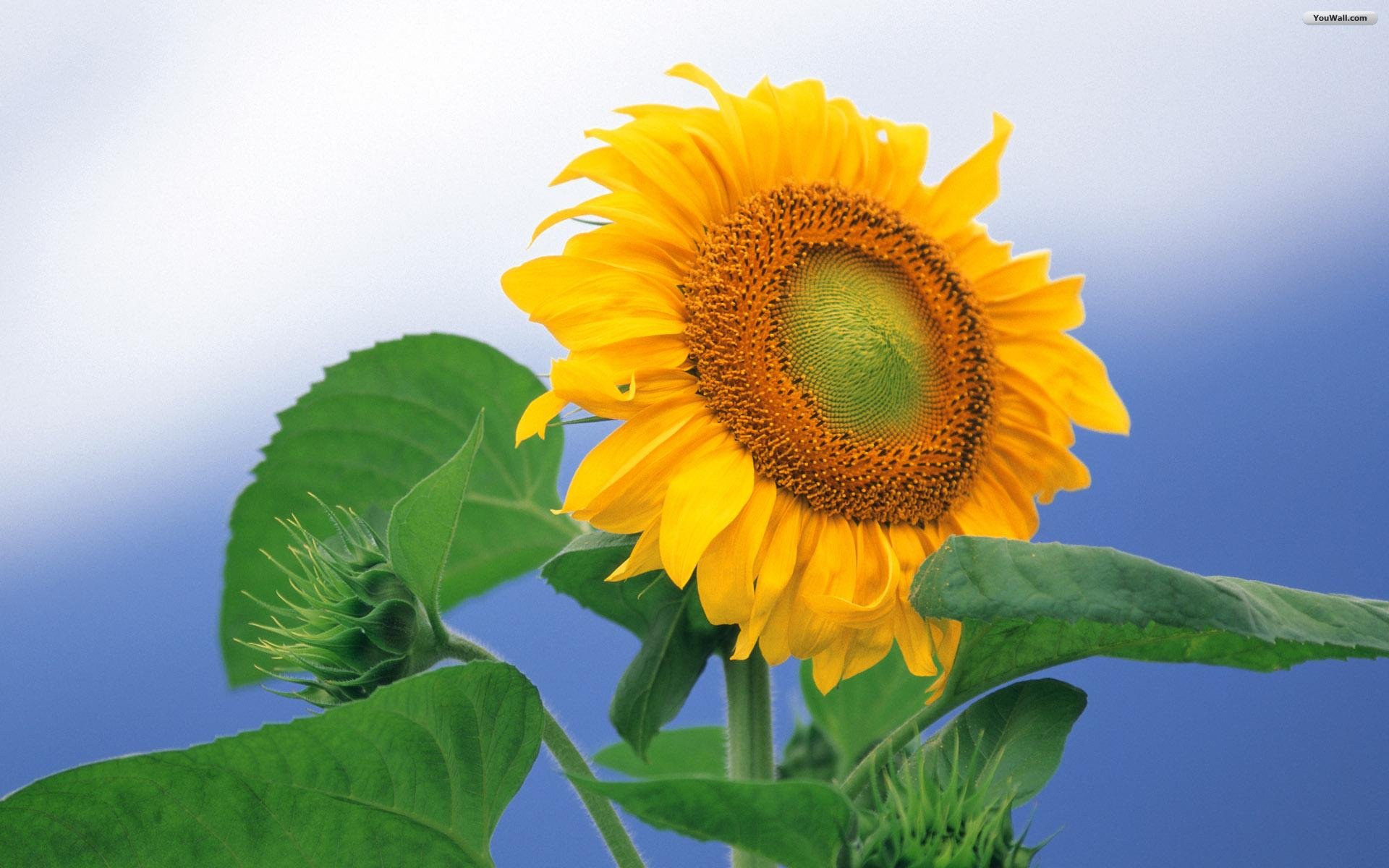 Youwall Sunflower Wallpaper