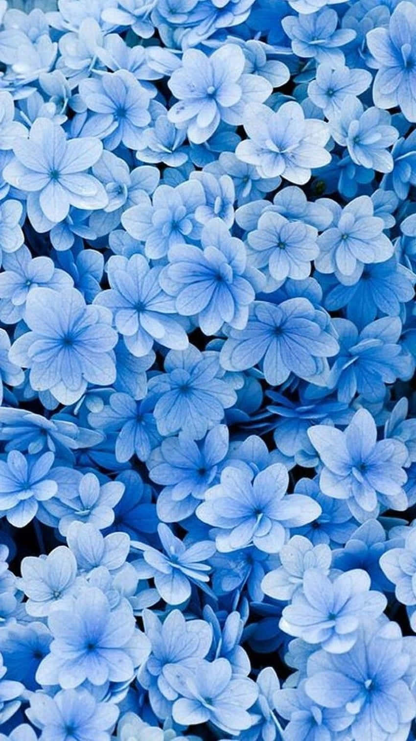 Blue Flowers Aesthetic Wallpaper