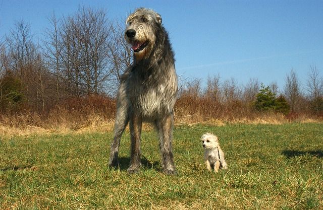 Irish Wolfhound Wallpaper All Kinds Of Creatures