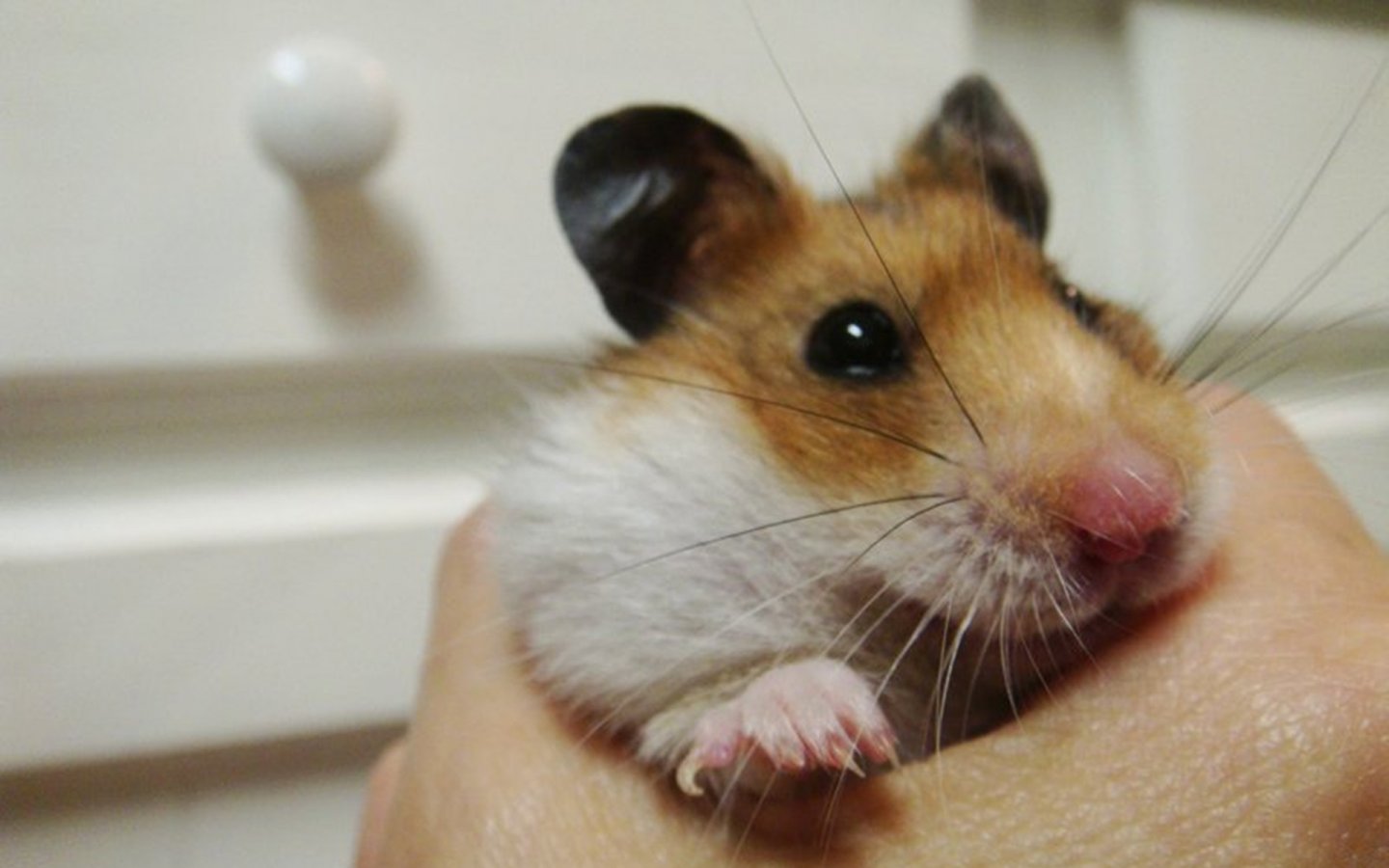 Cute Hamster Wallpaper Pictures