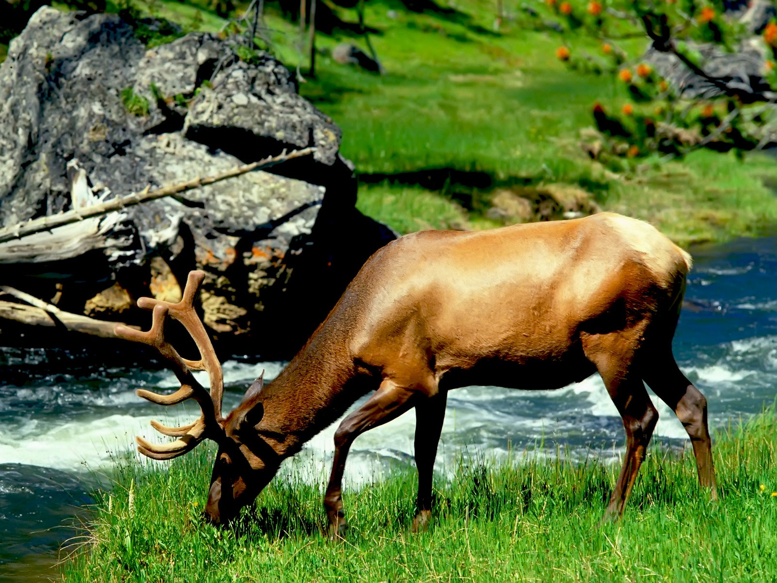 HD Animal Wallpaper Pictures