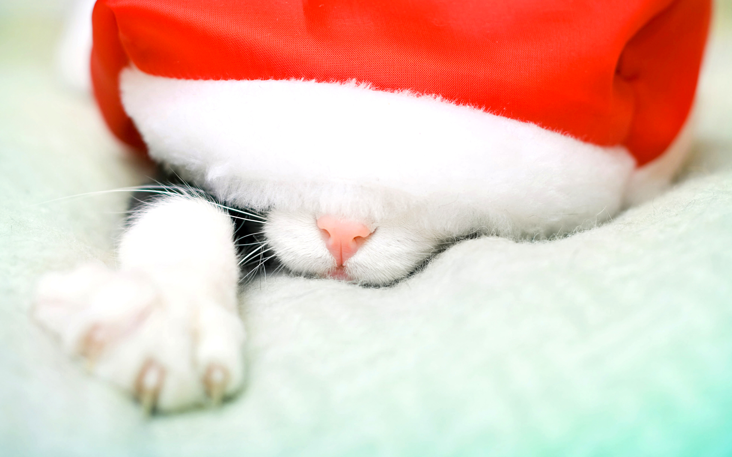 Merry Christmas Cats Legs HD Wallpaper Search More High