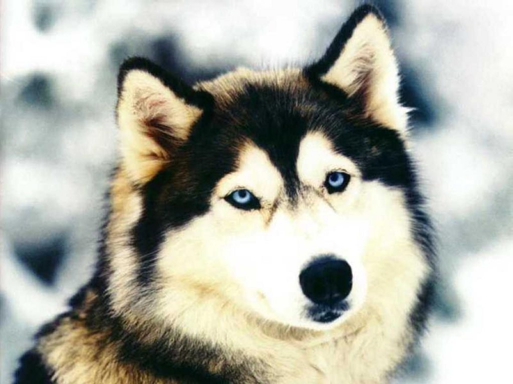 Free Siberian Husky Puppies 68 Cool Hd Wallpaper   DogBreedsWallpapers