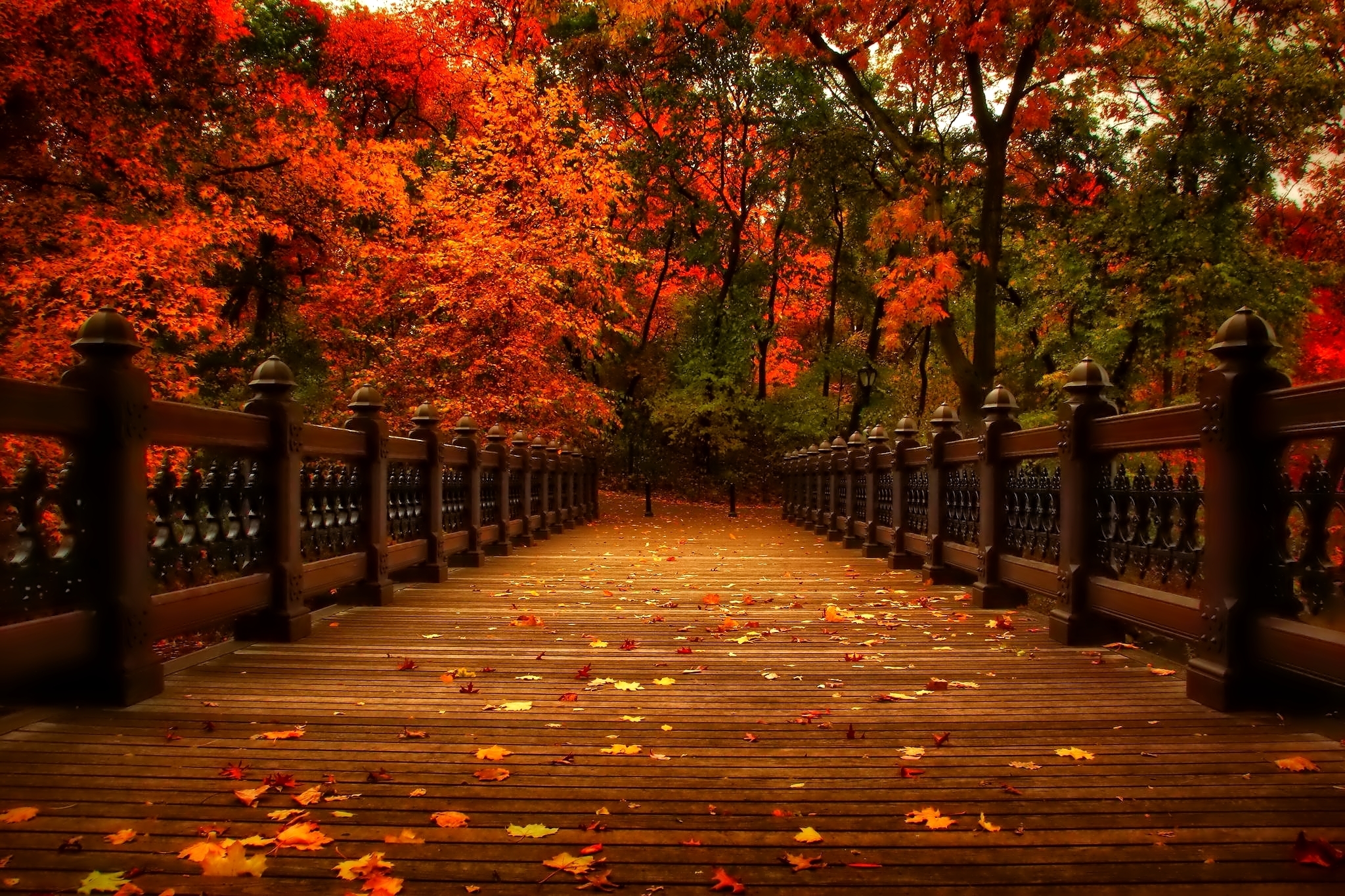 Leaves Alley Autumn Walk Nature Park Trees Wallpaper