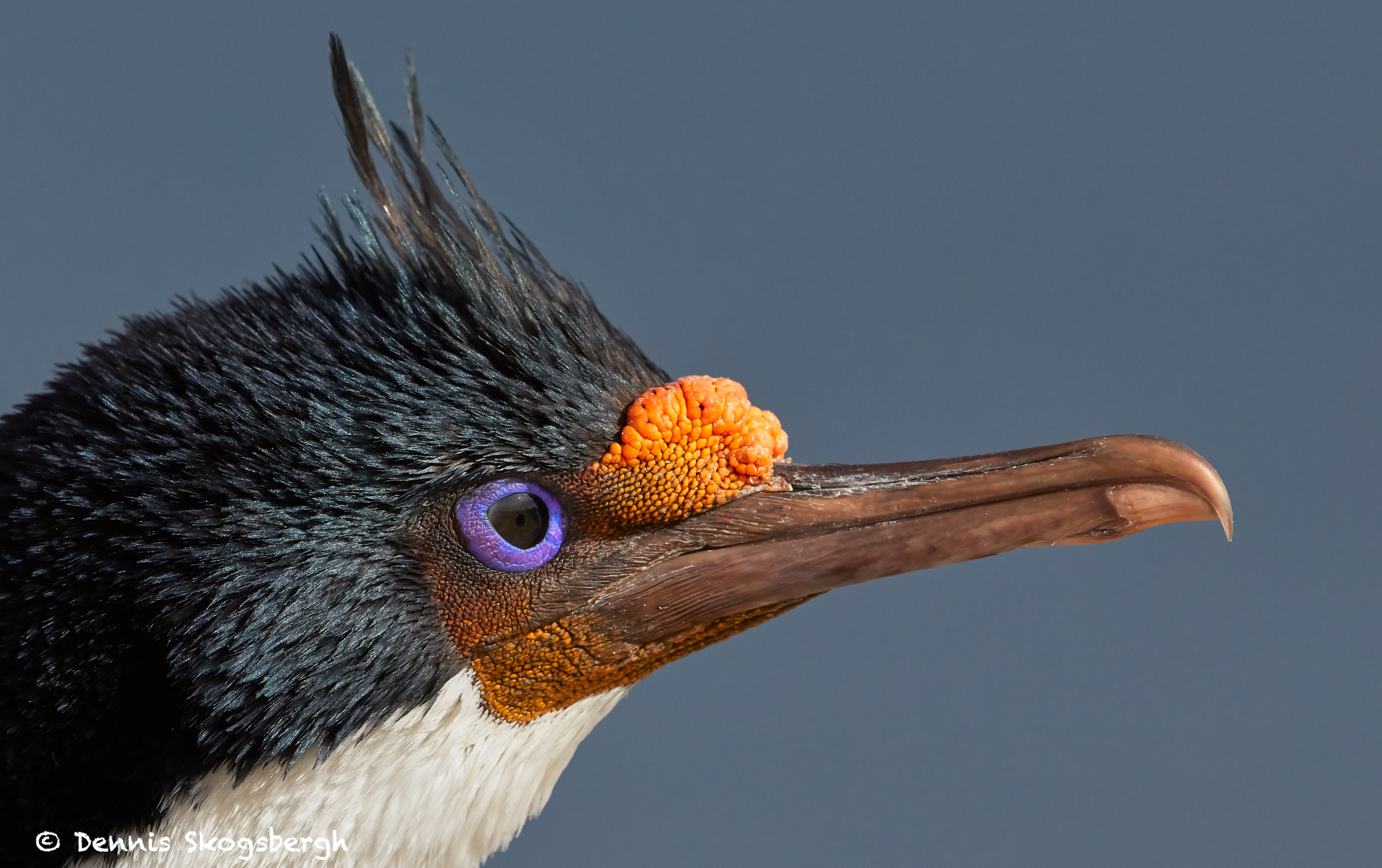 Imperial Shag Wallpaper