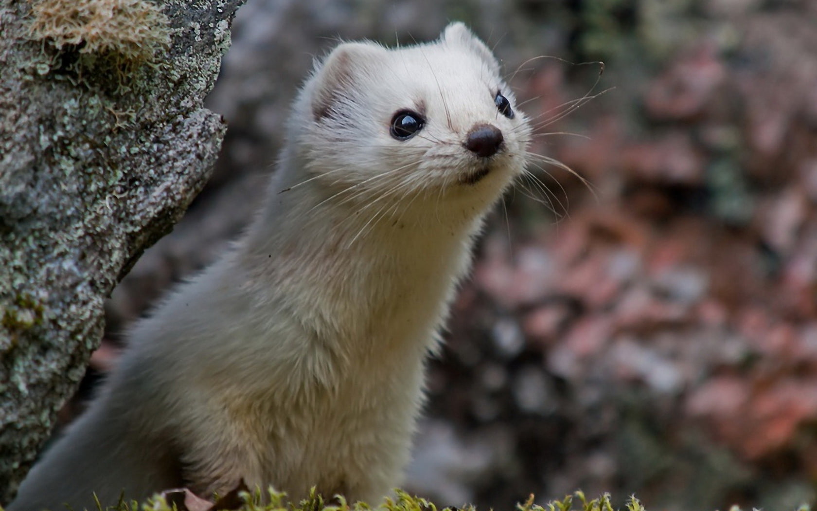 HD Wallpaper Funny Nice Stoat Animal Themes One