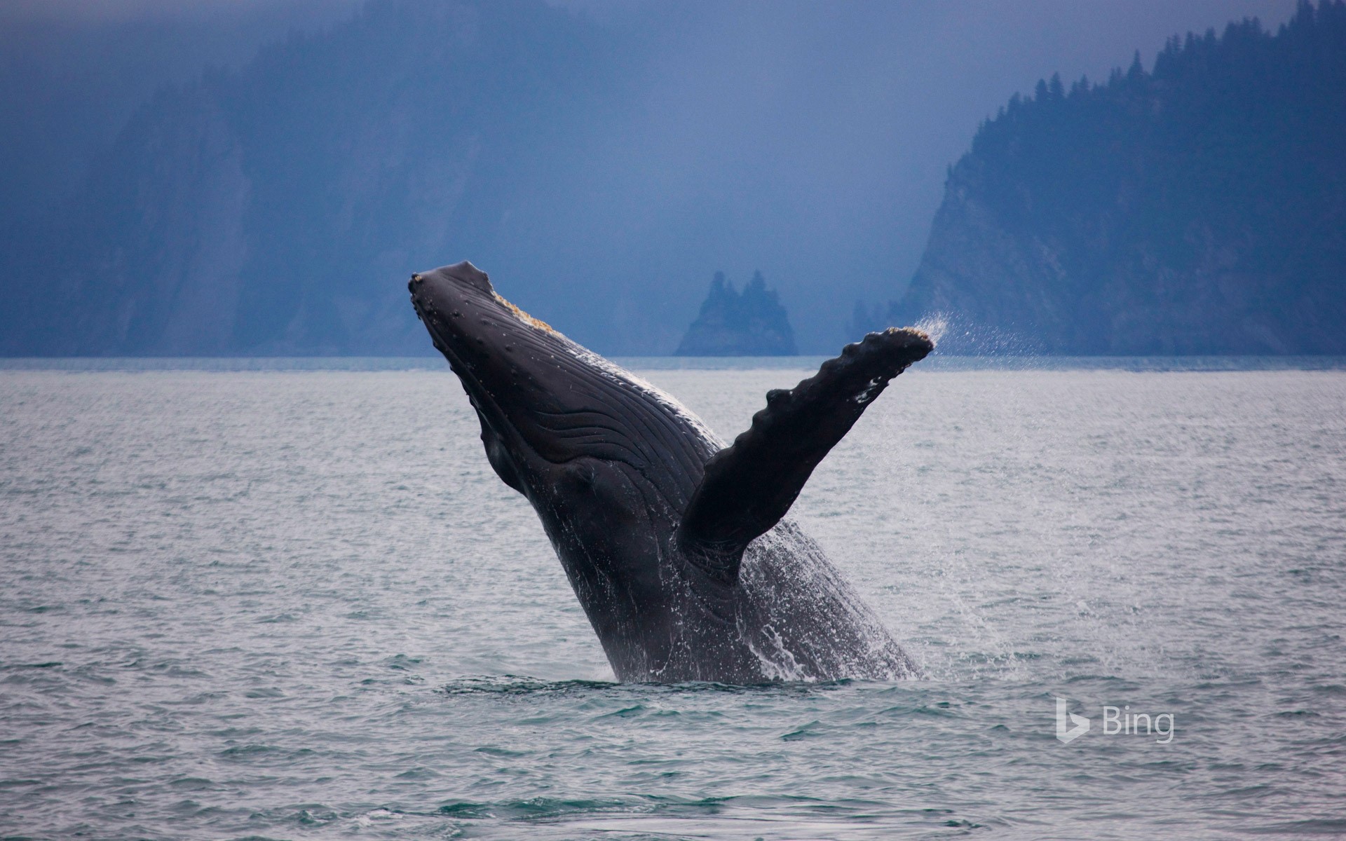 Humpback Whale Off The Shore Of Kenai Fjords National Park Alaska