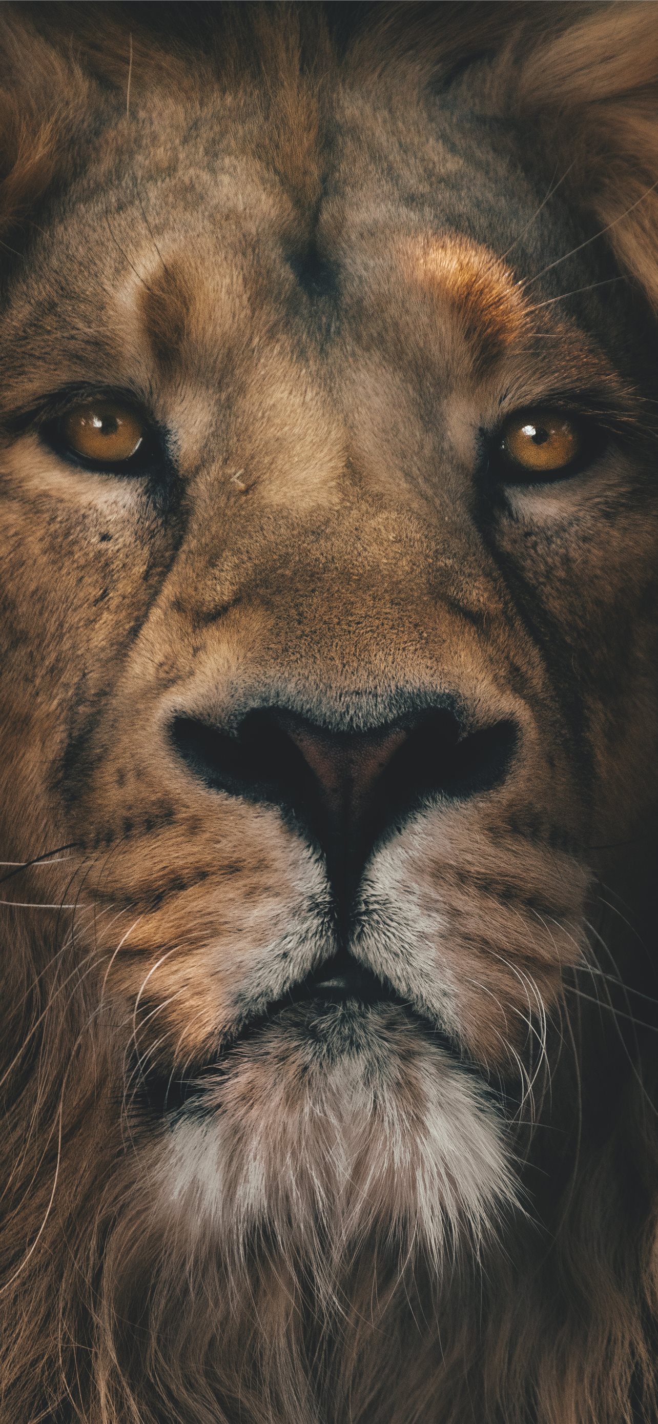 Brown Lion In Close Up Photography iPhone Wallpaper