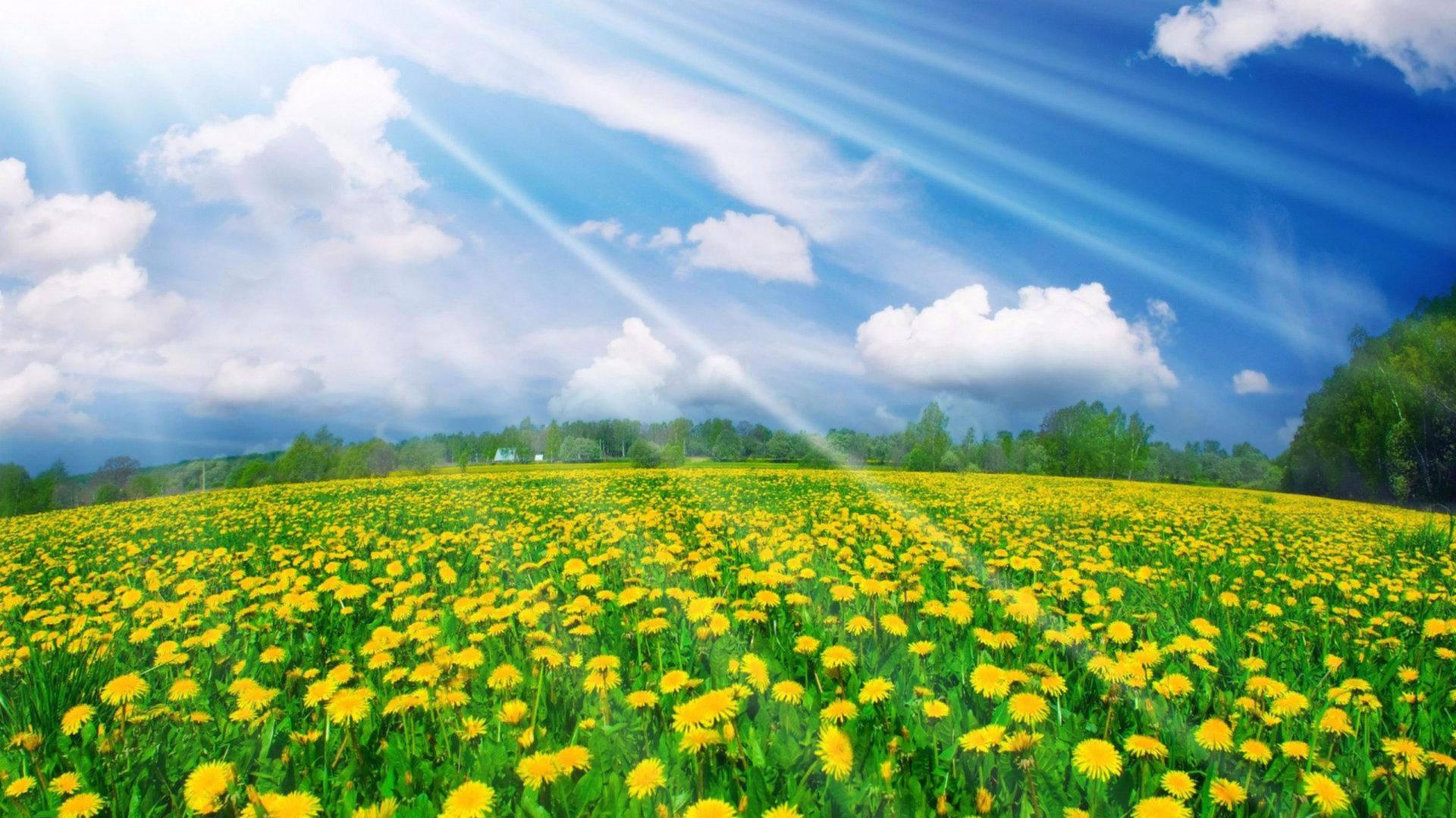 4k Spring Yellow Flowers Sun Shine Wallpaper