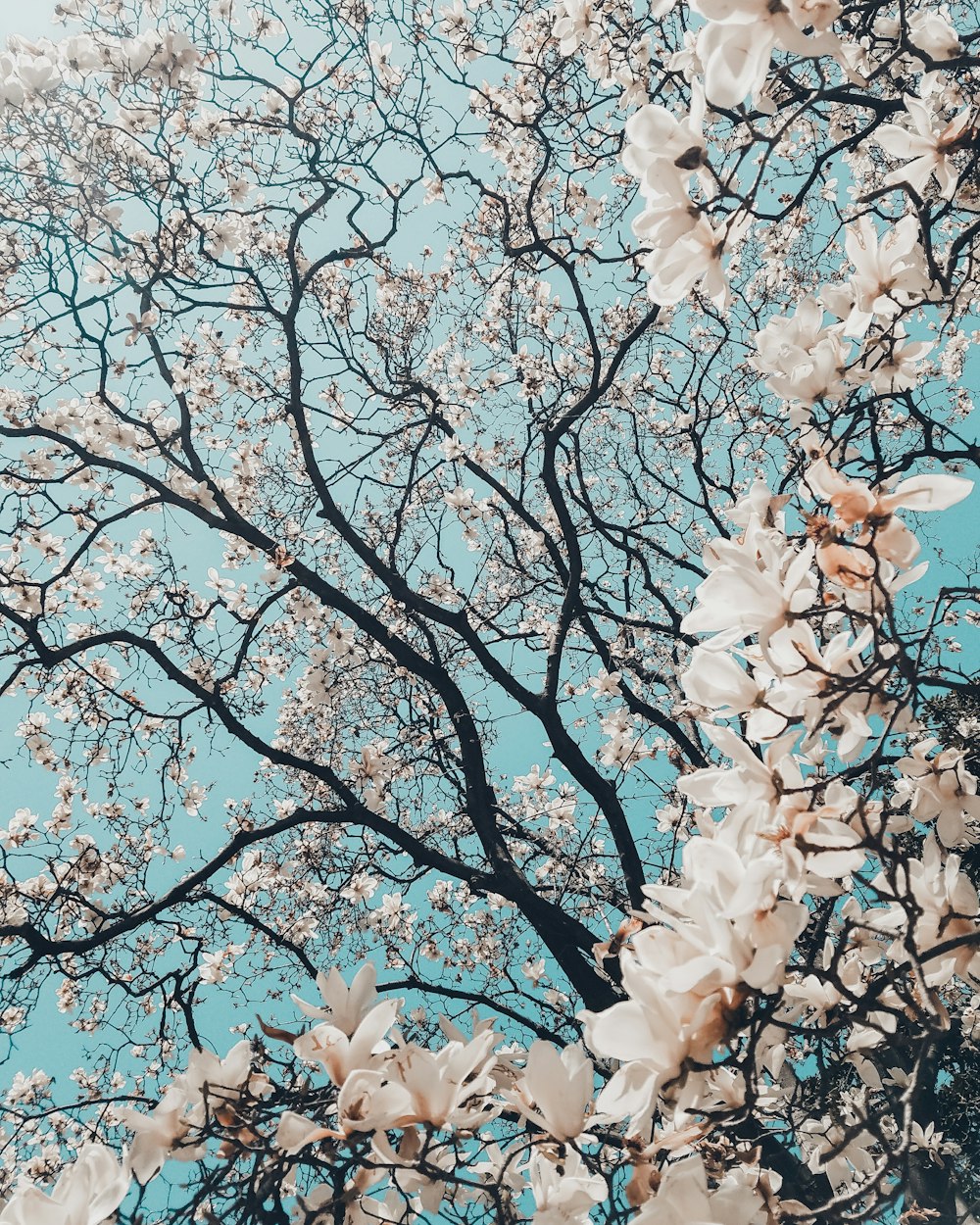 Bunga Nature Wallpaper HD