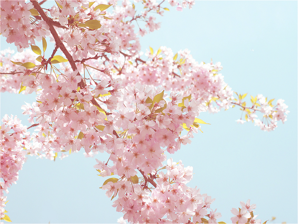 Cool Flowers Sakura Japan Wallpaper HD With