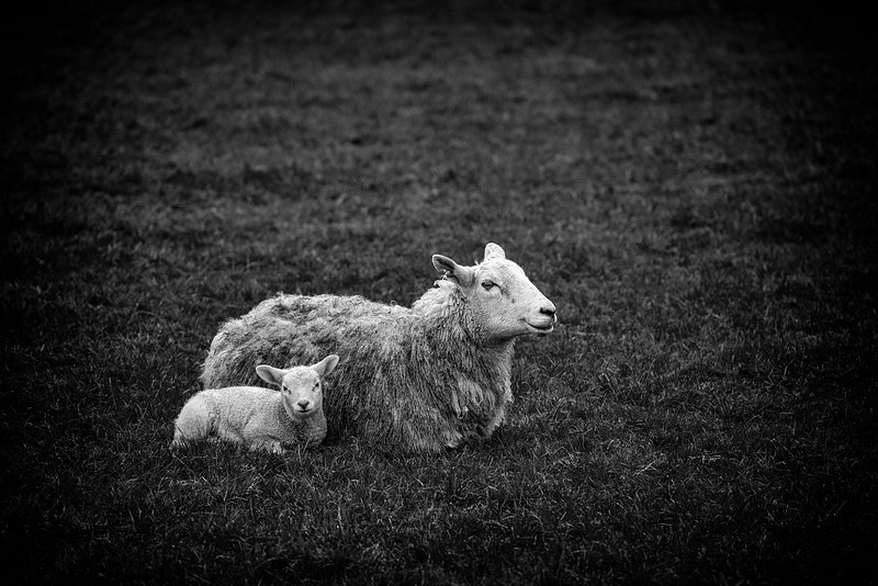 Lamb Image Wallpaper