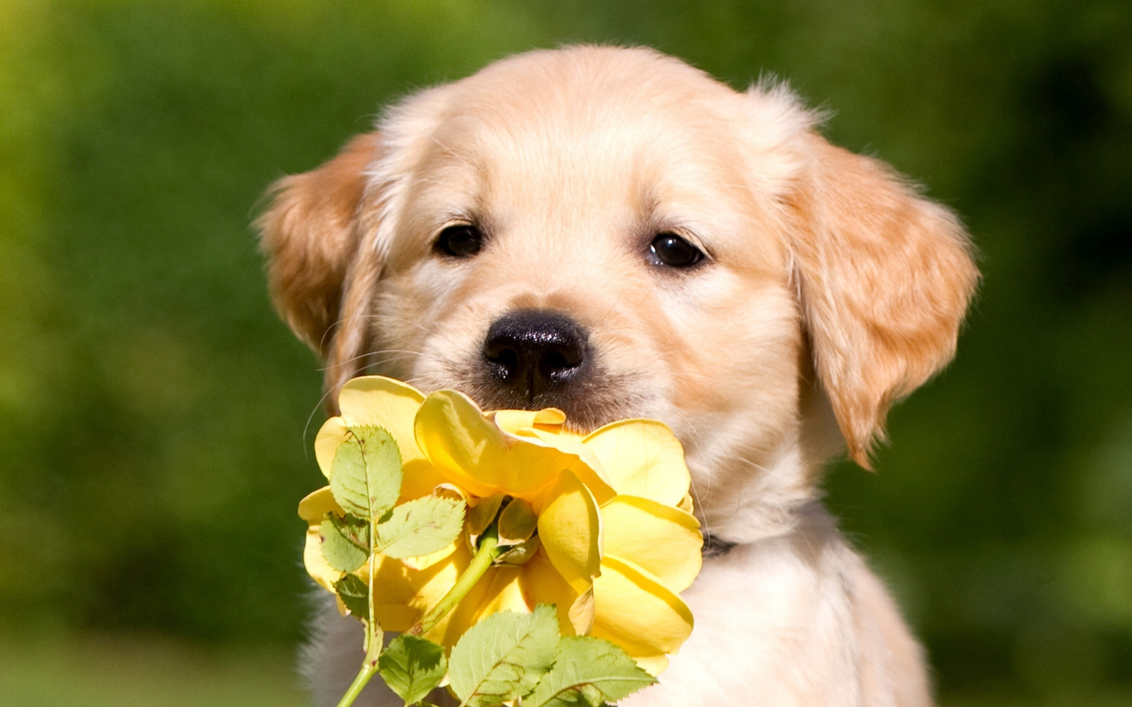 Retriever Puppy Petals 4k HD Wallpaper Image