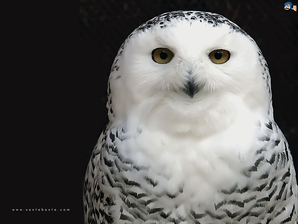 Wallpaper White Owl