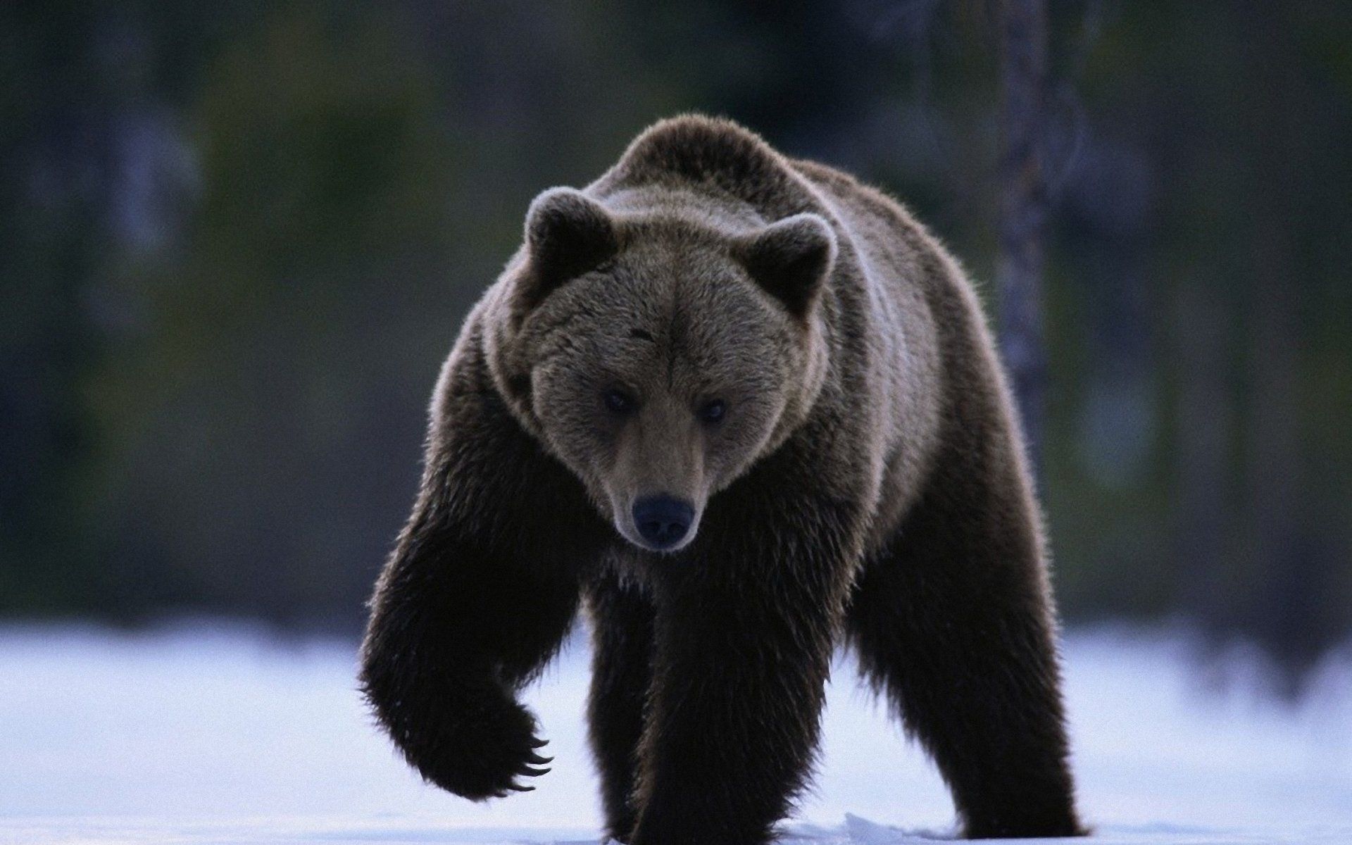 free-download-black-bear-wallpaper-animals-wallpaper-bear-wallpaper