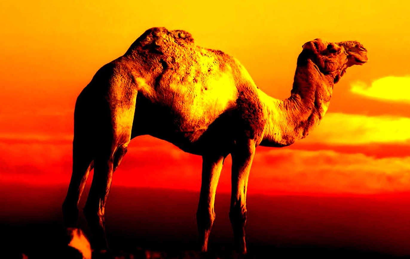 Camel Pictures HD Photos Live Wallpaper Hq