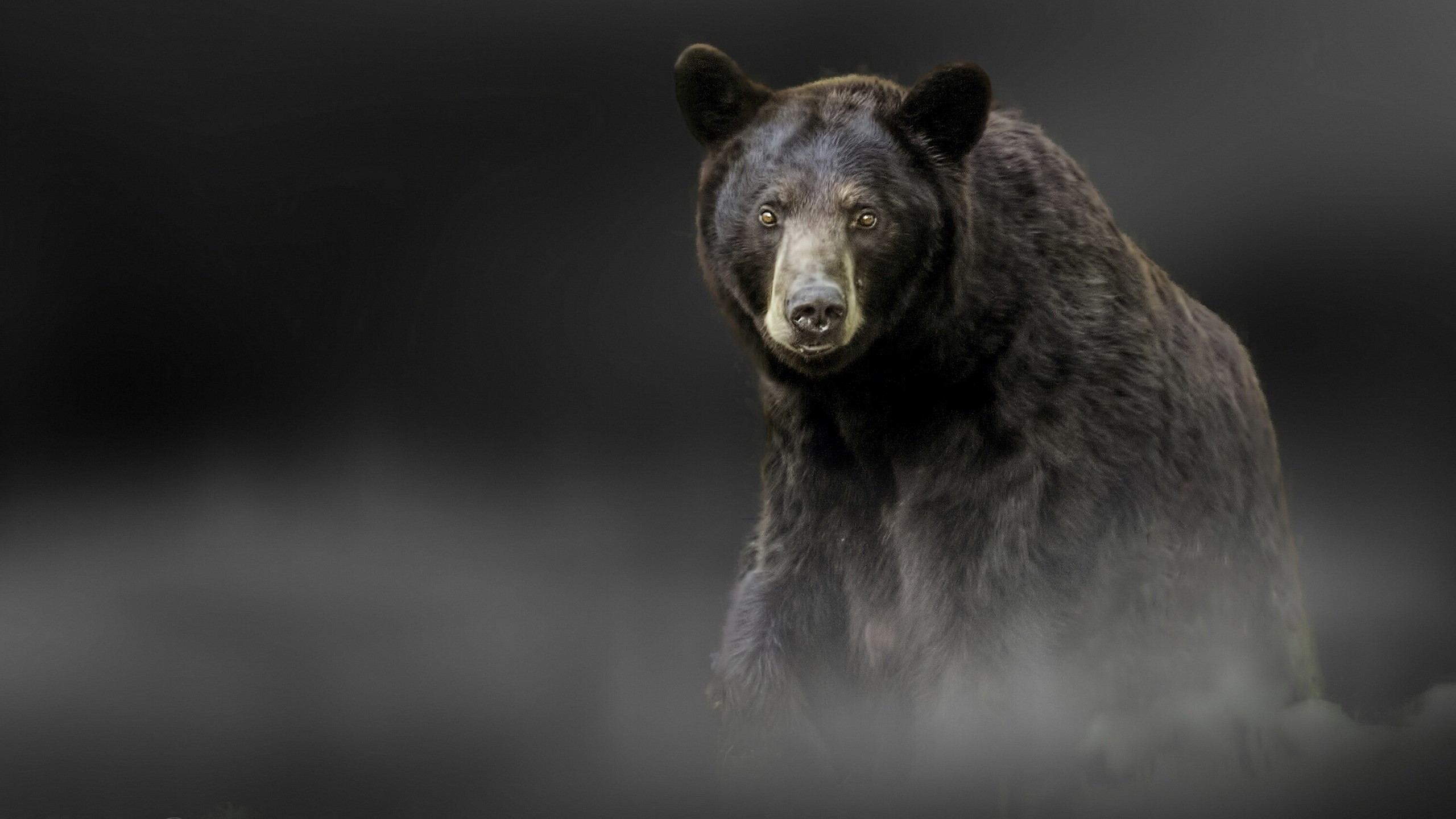 Black Bear Wallpaper