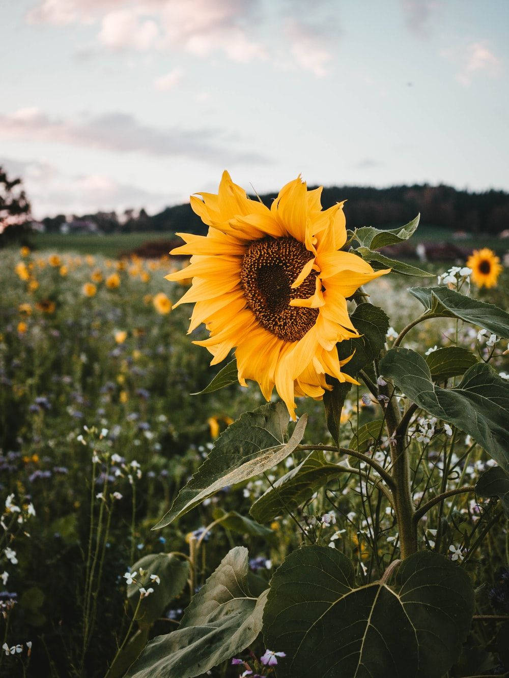 Sunflower And Roses Wallpaper