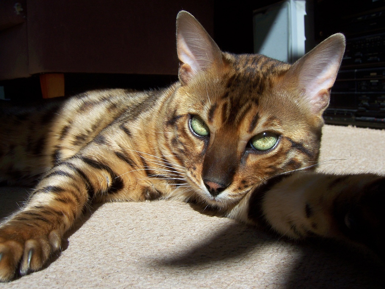 The Bengal Cat S Monitor