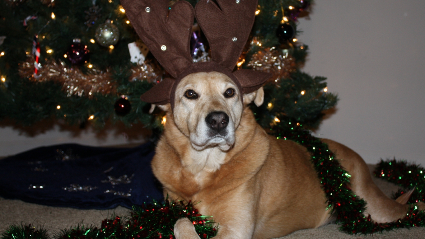 Christmas Wallpaper Zamboni Dog With Antlers