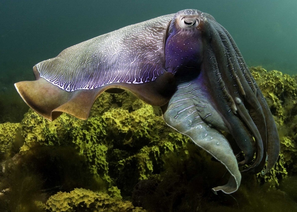 Cuttlefish Jan Wallpaper HD Background Of Your Choice