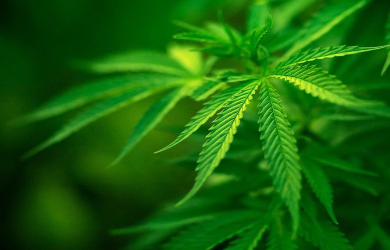 Marijuana Herbal Drug Legalize Drugs Wallpaper HD Weed